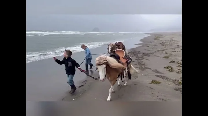 Skipper at the beach