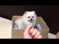 かなりの高確率でハズレるポメラニアン