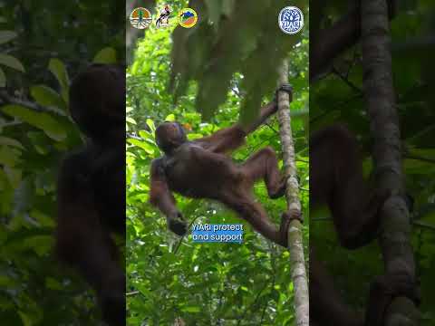 Video: Voitko adoptoida orangutanin?