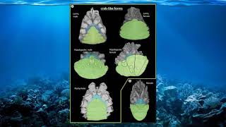 BIO 282 Lab Week 15 Video Presentation