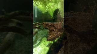 Грифовая черепаха Alligator snapping turtle