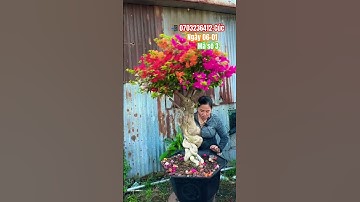 Ngũ sắc thái tàn siêu đẹp đế lực..#shortvideos