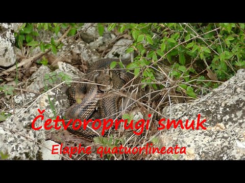 Četvoroprugi smuk (Elaphe quatuorlineata)