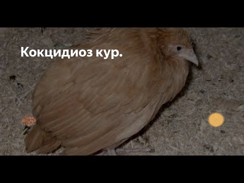 Болезни Кур. Эймериоз .