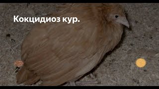 Болезни кур.  Эймериоз (кокцидиоз).