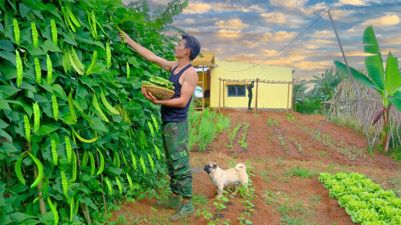 CEO Quits The City: Harvest Winged Beans For Cook, Build a Giant Passion Fruit Trellis By The Window
