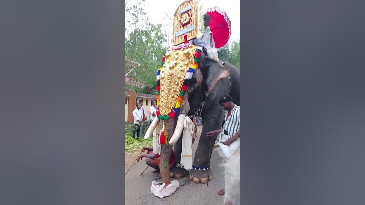 Elephant Eating Watermelon | Chunakkara Temple video #shorts - YouTube