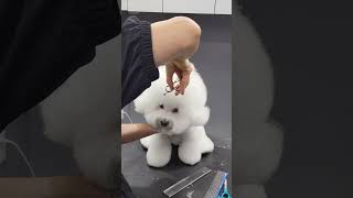 CUTTING BICHON FRISE'S HEAD TIPS  #dog #puppyvideos #cutedog #shortsvideo