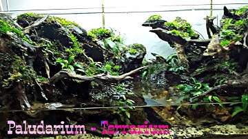 B&B-TV / Tiểu cảnh bán cạn - Paludarium - Terrarium.