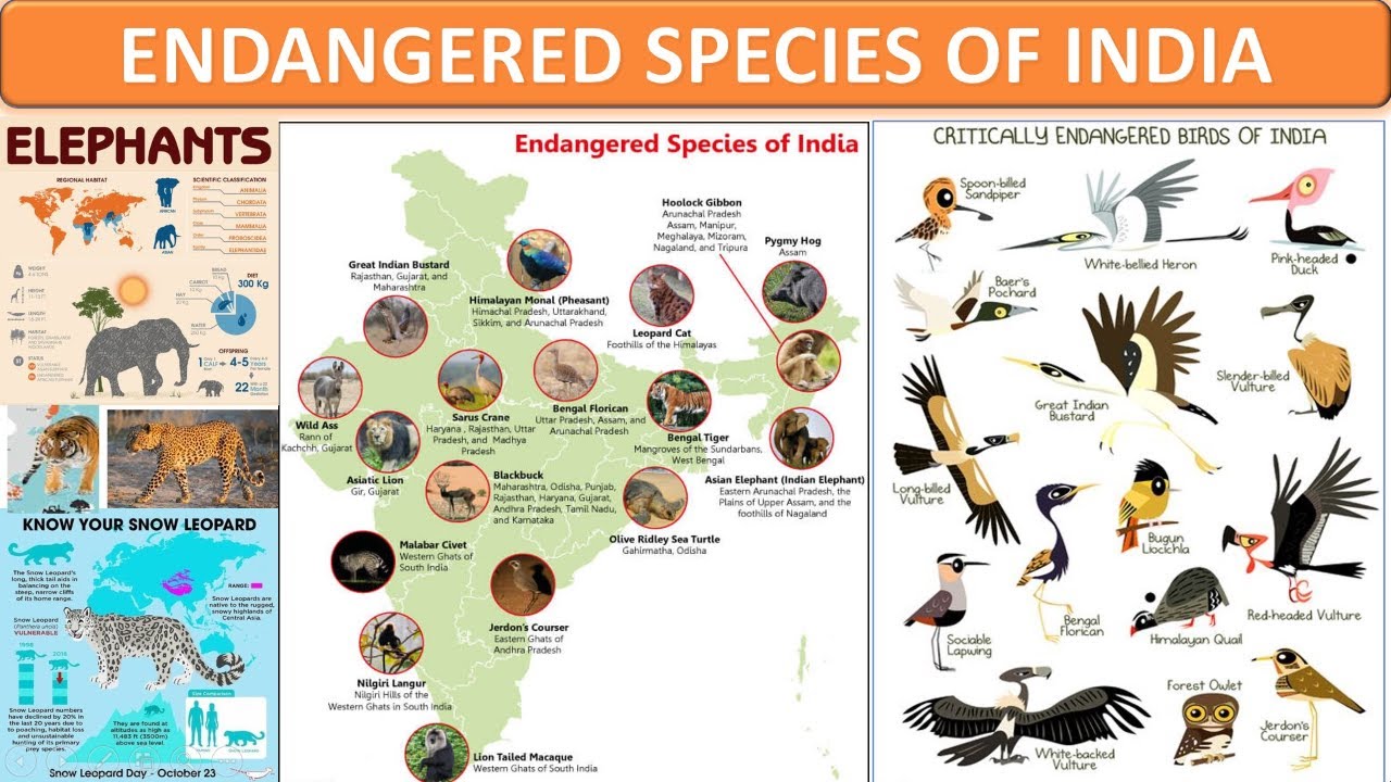 CRITICALLY ENDANGERED SPECIES OF INDIA - YouTube