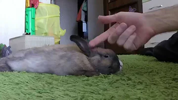 Как гладить кролика / How to stroke a rabbit
