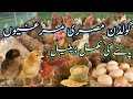 Golden Misri Hen Farming In Pak گولڈن مصری دیسی مرغیوں گھر میں کیسے پالی جاتی ہیں مکمل فارمیشن Golden Misri Hen Farming In Pak گولڈن مصری دیسی مرغیوں گھر میں کیسے پالی جاتی ہیں مکمل فارمیشن