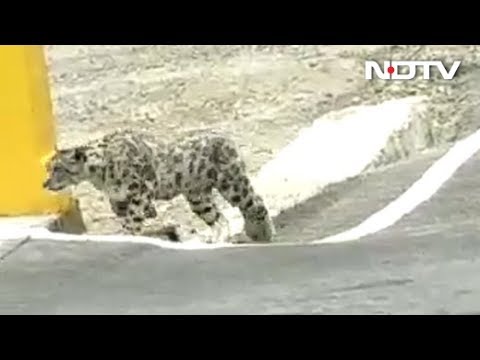 Uttarakhand में सड़क पर घूमता दिखा Snow Leopard