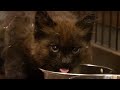 13話 大声で母猫を探してた野良の子猫を保護  【保護初日】【Rescued Cat】Crying kitten😂Scream for mother【First day】