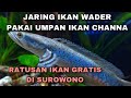 RATUSAN IKAN GRATIS DISUNGAI INI