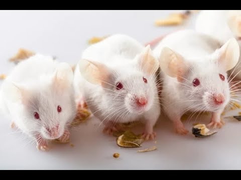 Разведение кормовых мышей