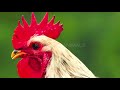 Rooster crowing compilation 2022  rooster crowing sounds effect