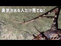 【昆虫採集】カマドウマ3種を探したら案の定キモすぎた Searching for Three Cave Grasshoppers in the Island!!