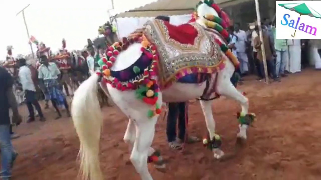 Dancing Horse Youtube Video