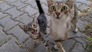 Hungry Mother cat and Kitten begging for food.