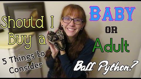 Buying Babies Vs. Adult Ball Pythons | Snakes 101| Cost of a Ball Python