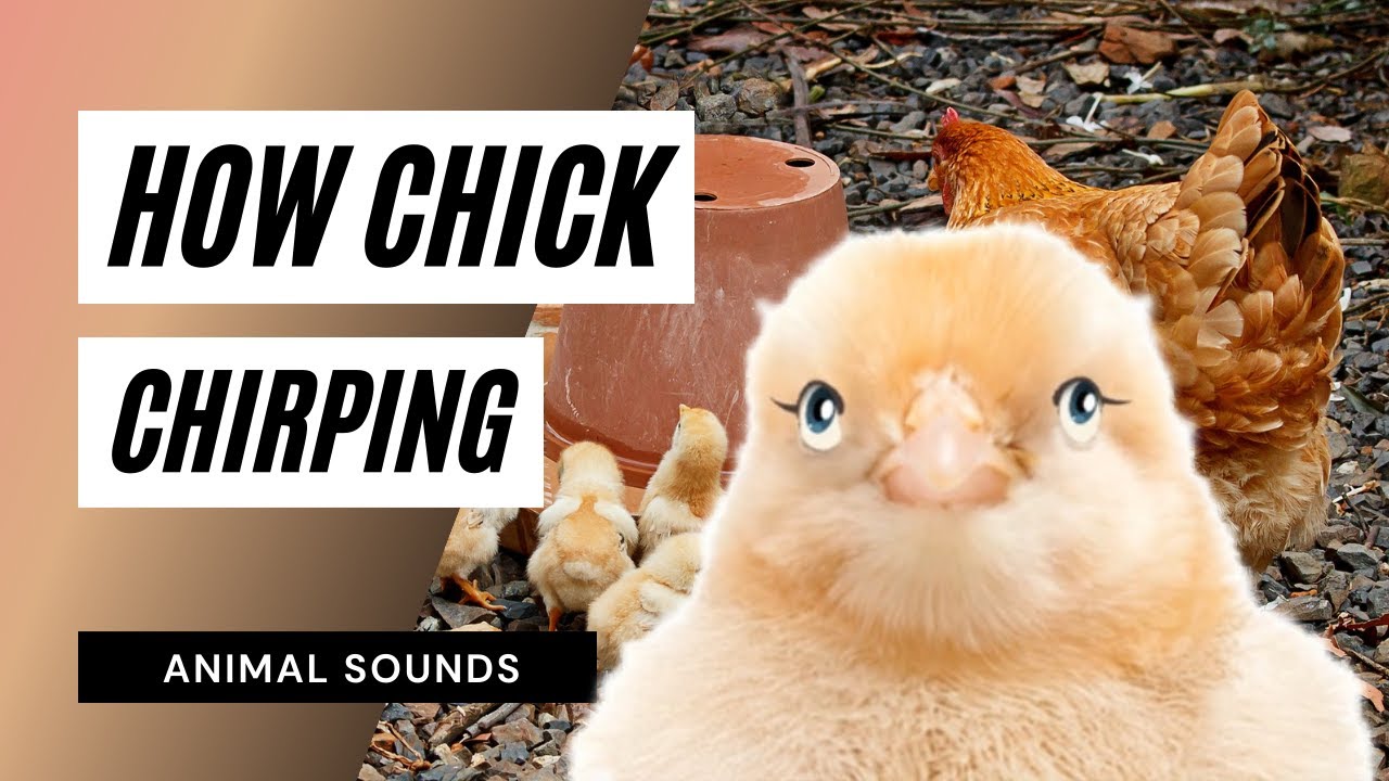The Animal Sounds Chick Chirping / Sound Effect / Animation YouTube