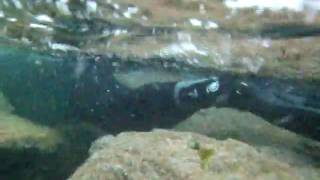 Rosses Snorkelers Run Aground!