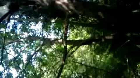 Chris Jumping out of a Tree