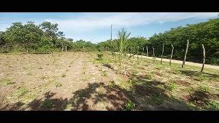 Comessando A Limpa Do Roçado