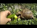среднеазиатская черепаха КЕША поедает огурец