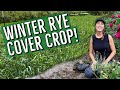 Winter rye cover crop for the home garden