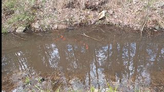 Goldfish Breeding Season