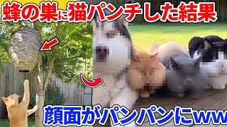 【2ch動物スレ】猫がハチの巣を破壊した結果→顔面がパンパンにｗｗｗｗｗ