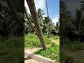 കവ്വായി ദ്വീപിൽ കണ്ടൽകാട്ടിലൂടെ ഒരു ബോട്ടിംഗ് 😍| BOATING INSIDE MANGROVES IN KAVVAYI ISLAND KANNUR