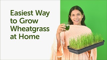 How to Grow Wheatgrass at Home in 7 Days? | Wheatgrass Juice Benefits | Detox Your Body