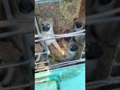 Видео: Хоспис за кучета