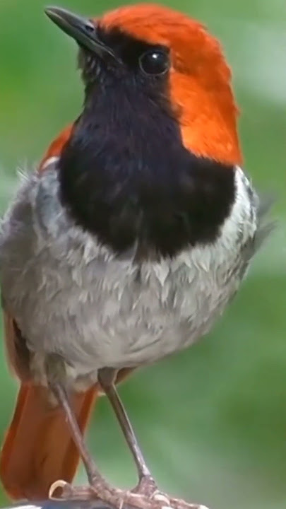 burung robin Jepang @D.Hewan. #suaraburung #robinjepang #burungcantik #duniaburung #burunglangka