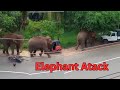 Elephant attack on the road