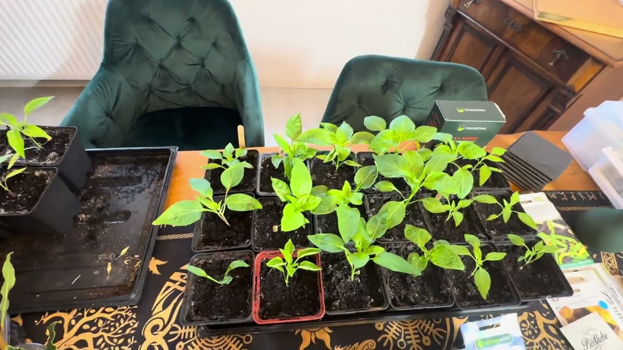 Meine Voranzug von Januar und Februar 