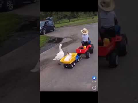 jalan jalan bersama hewan peliharaan