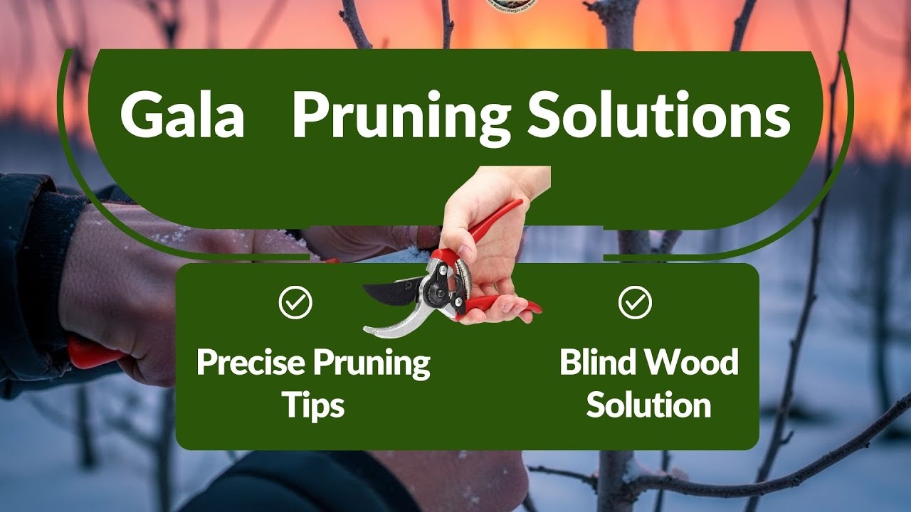 Gala Pruning Solutions for Blind Wood