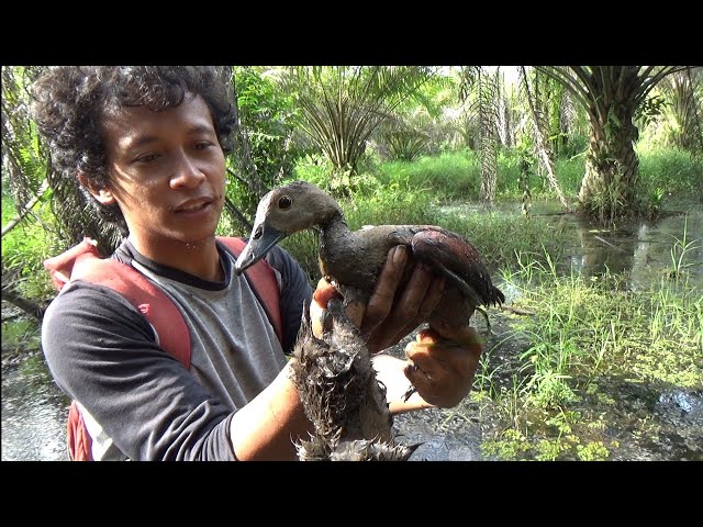 Cara memasang perangkap burung belibis dengan mudah dan cepat class=