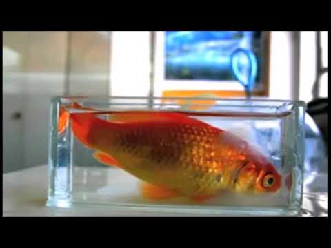 Mouvements Respiratoires Chez Le Poisson