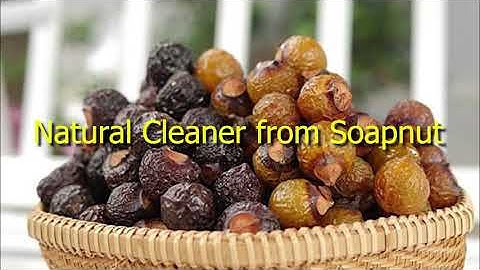 #4 Làm enzym bồ hòn, chất tẩy rửa không hoá chất | Perfect cleaner from soapnut