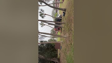 Beautiful controlled speed line rigging #treework #shorts