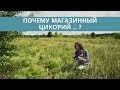 Почему магазинный цикорий не радует?