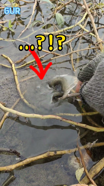Tiba² plempung...! Ada apa di dalam Lumpur? #fish #ikan #hewan #binatang #animals