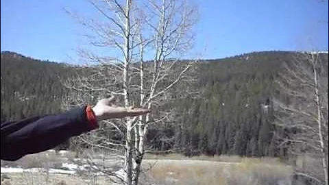 Please don't feed the Gray Jay (Camp Robber)!