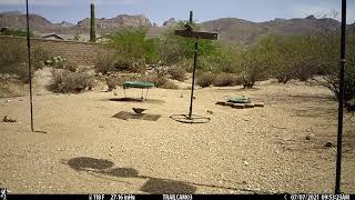 Round tailed ground squirrels, Cottontail rabbits and Gambel’s quail family