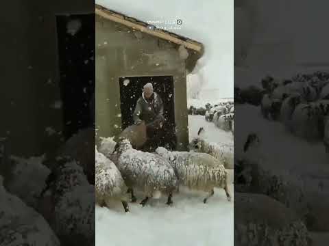 نوادر الاغنام شاهدها وهي تعيش في القطب الشمالي المتجمد 